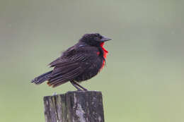 Image of Red-breasted Blackbird