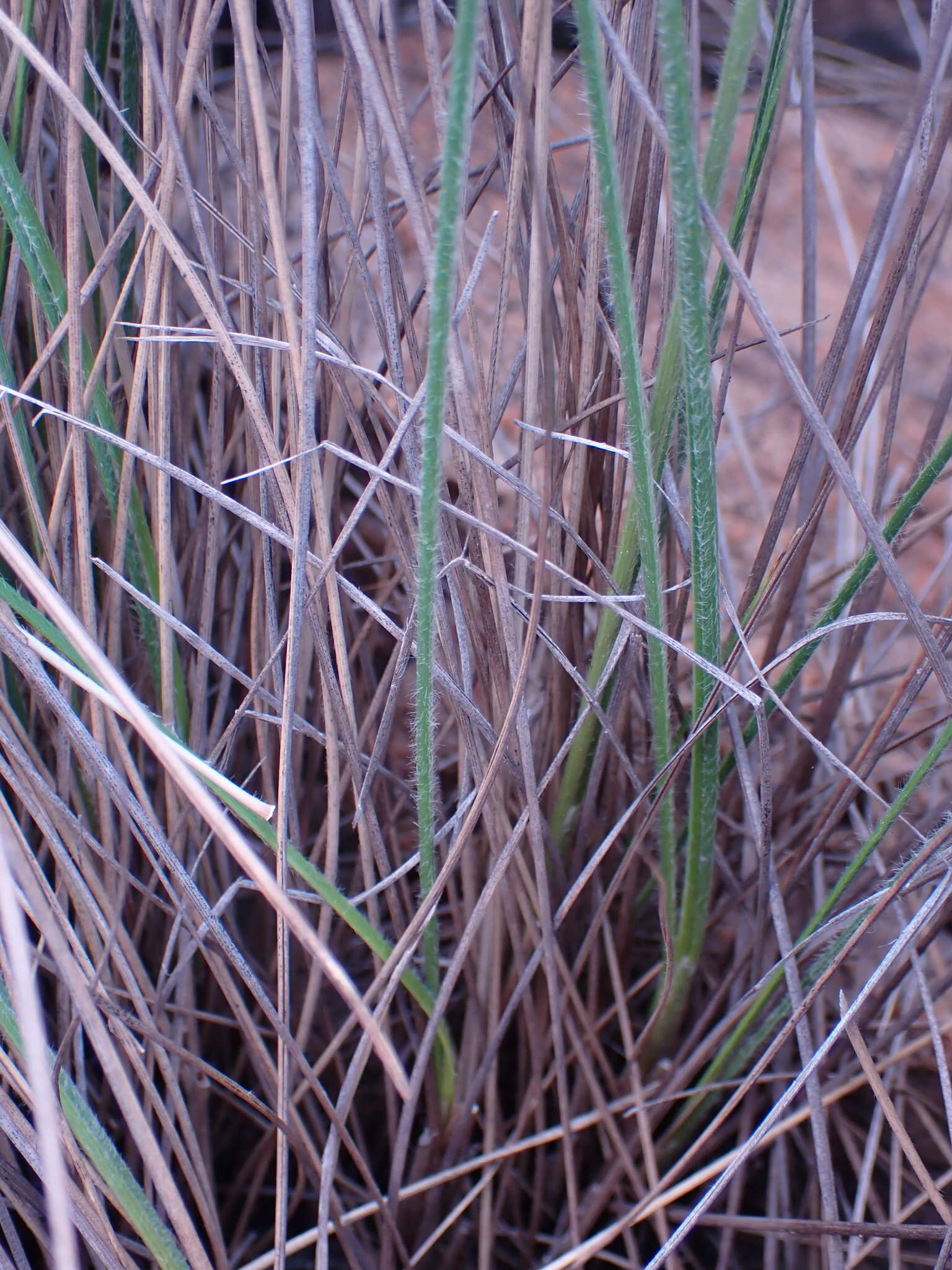 Image of Coleochloa