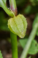 Image of Physalis ampla Waterf.