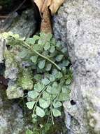 Image of Asplenium dentatum L.