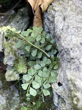 Image of Asplenium dentatum L.