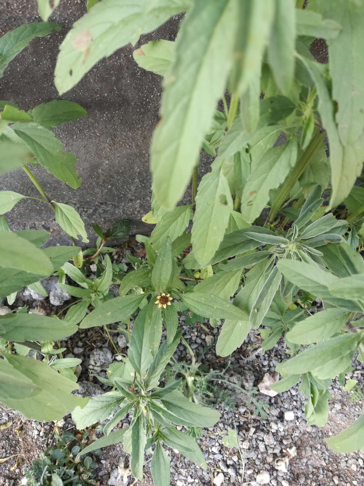 Sanvitalia angustifolia Engelm. ex A. Gray resmi