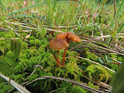 Image of Galerina paludosa (Fr.) Kühner 1935