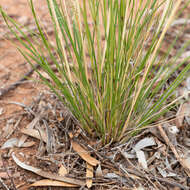 Image of Austrostipa nitida (Summerh. & C. E. Hubb.) S. W. L. Jacobs & J. Everett