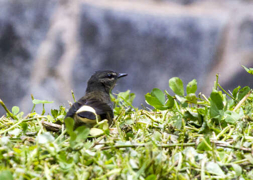 Myiothlypis fulvicauda (Spix 1825) resmi