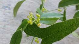 Smilax aristolochiifolia Mill. resmi