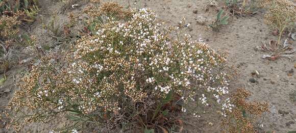 Image of Limonium brasiliense (Boiss.) O. Kuntze