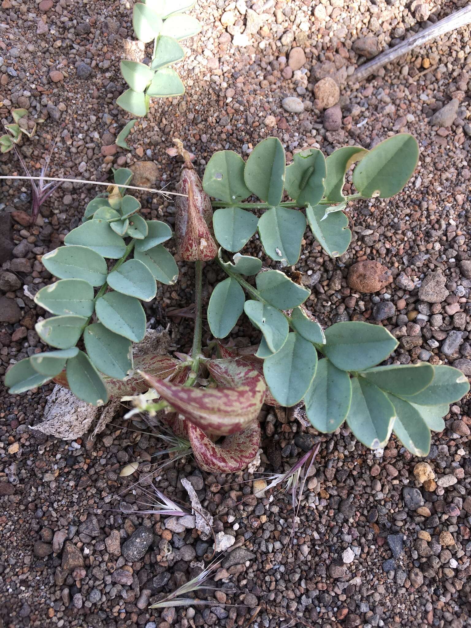 Imagem de Astragalus iodanthus S. Wats.