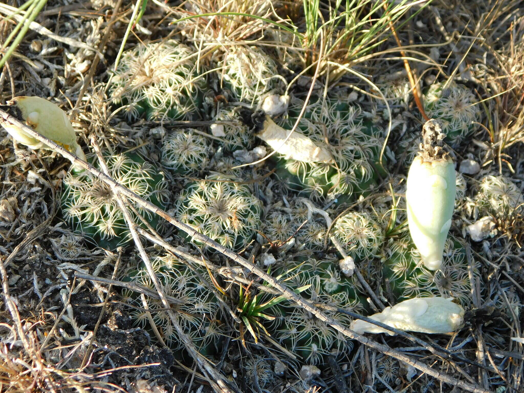 Image of Gymnocalycium calochlorum (Boed.) Y. Itô