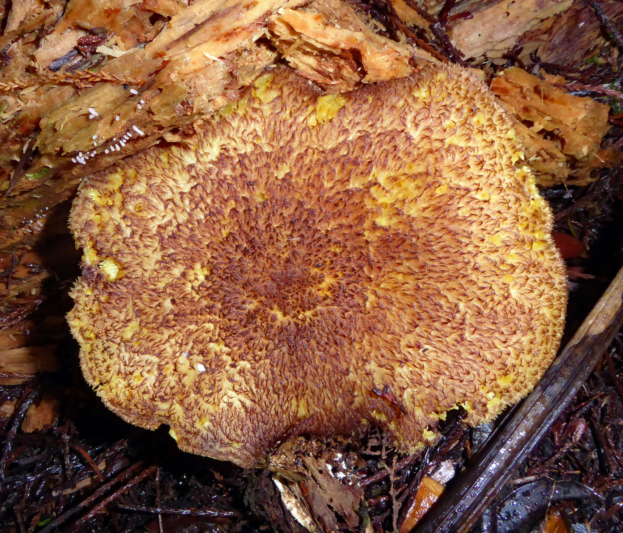 Image of Tricholomopsis scabra J. A. Cooper 2016