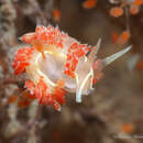 Image de Coryphella verta Ev. Marcus 1970