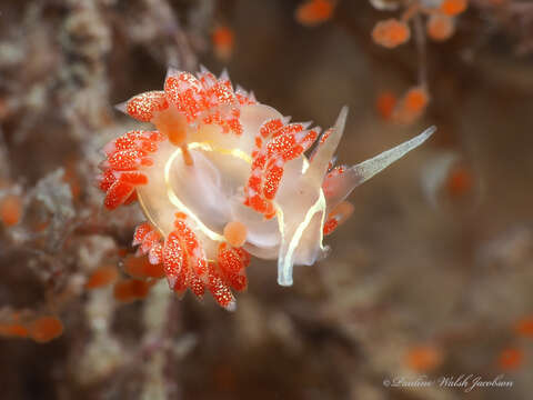 Image de Coryphella verta Ev. Marcus 1970