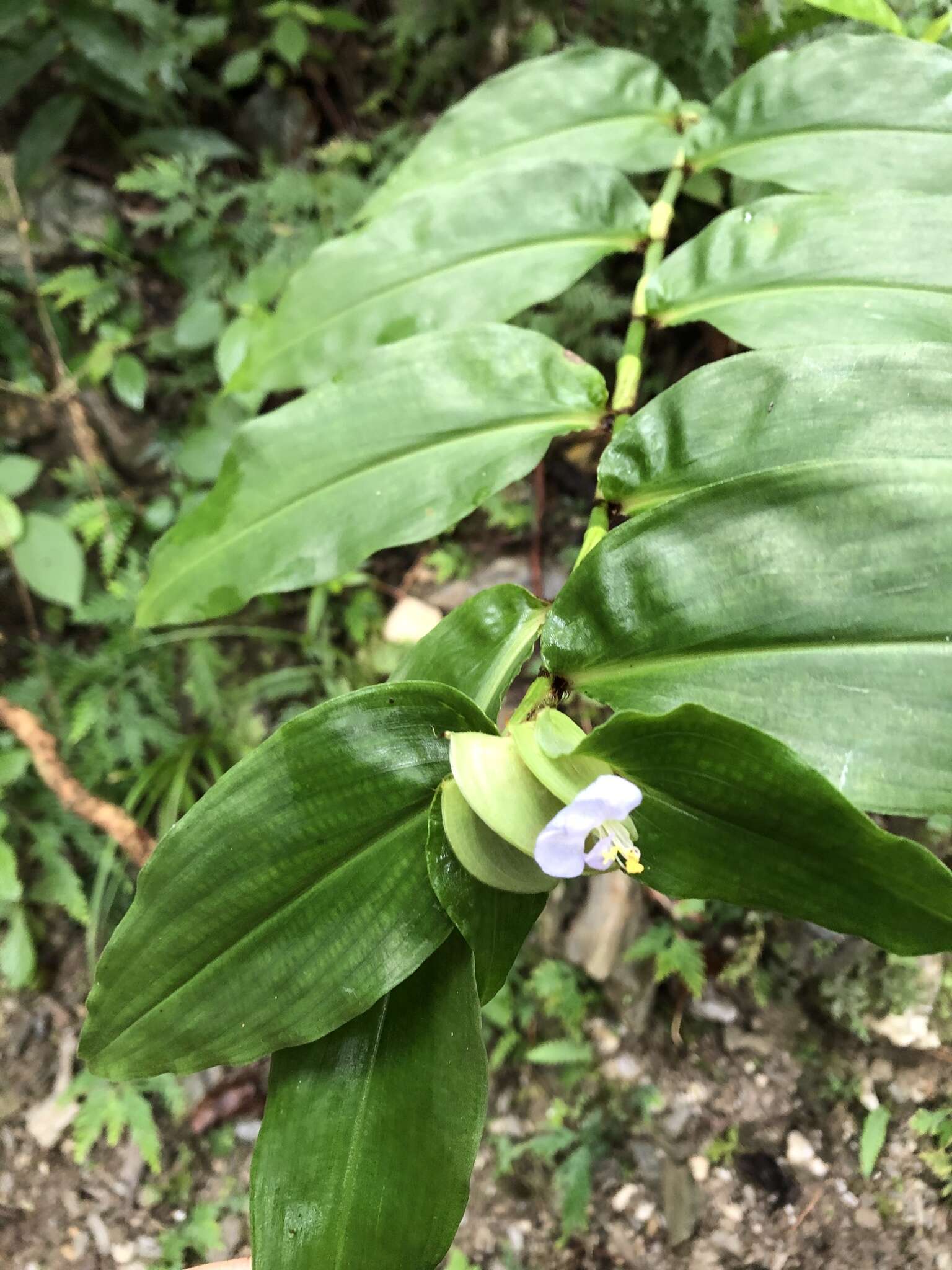 Commelina paludosa Blume的圖片