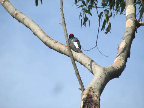 Image of Acorn Woodpecker