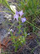 Image de Scutellaria arenicola Small