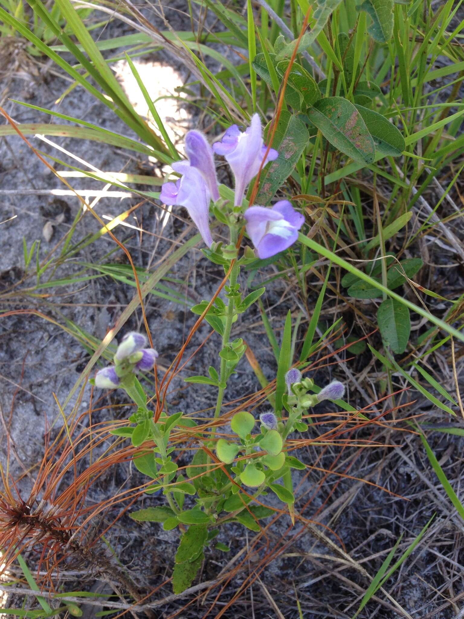 Image de Scutellaria arenicola Small