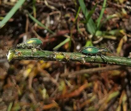 Polydrusus (Eurodrusus) smaragdulus Fairmaire 1859 resmi