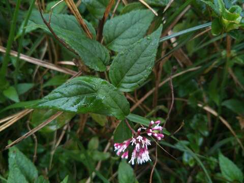 Image of <i>Eupatorium shimadae</i>