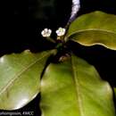 Sivun Euphorbia boivinii Boiss. kuva