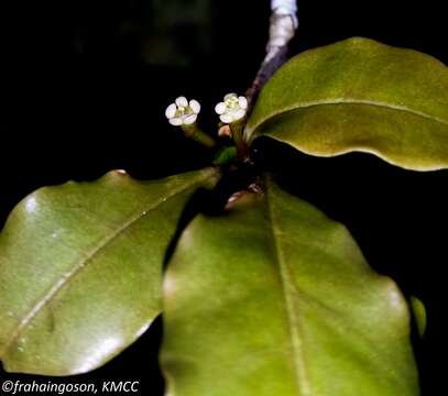 Sivun Euphorbia boivinii Boiss. kuva