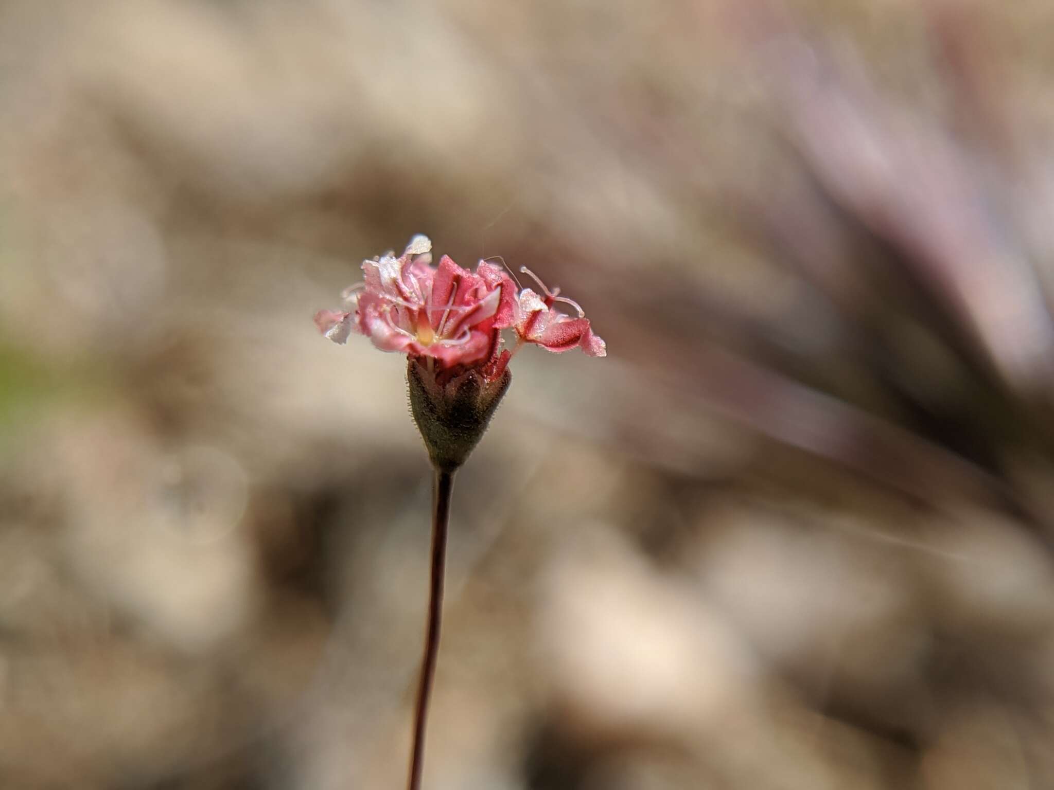 Image of rose and white buckwheat