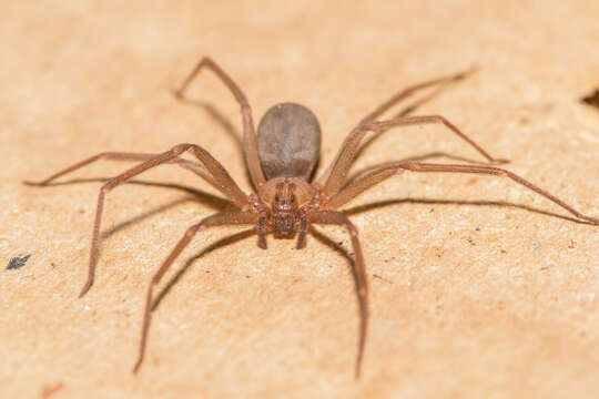 Image of Brown Recluse