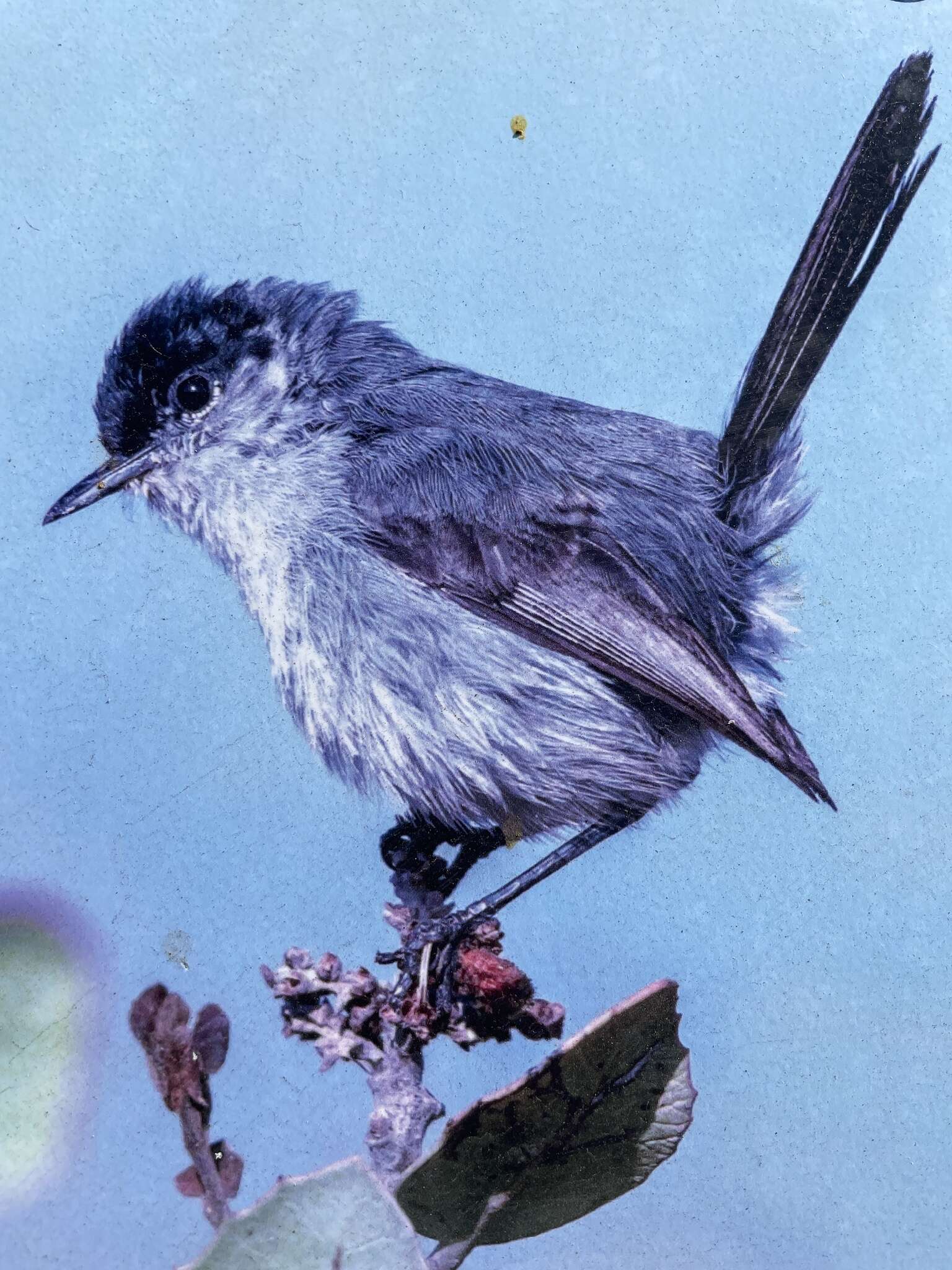 Image of Coastal California gnatcatcher