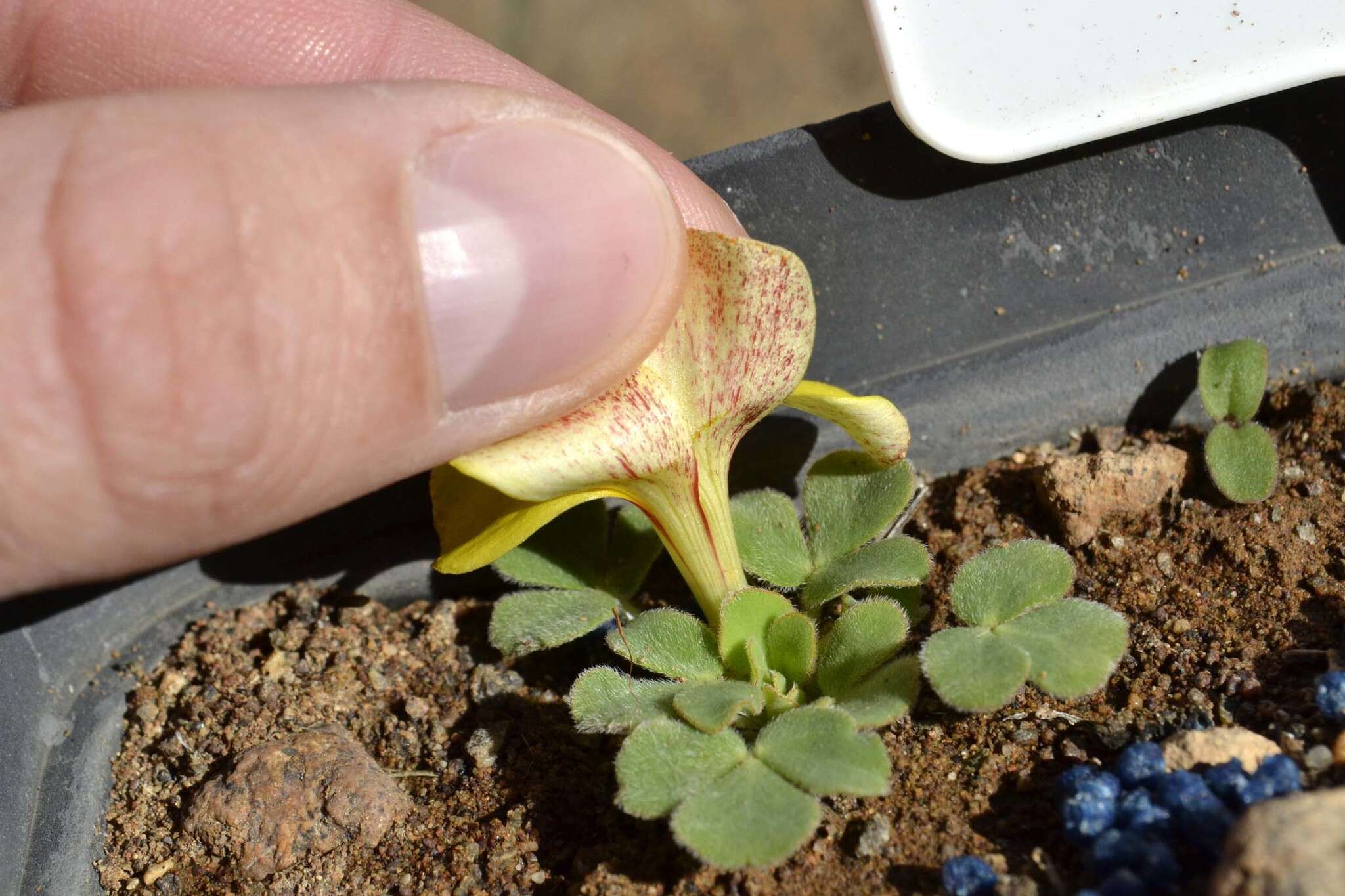 Plancia ëd Oxalis foveolata Turcz.