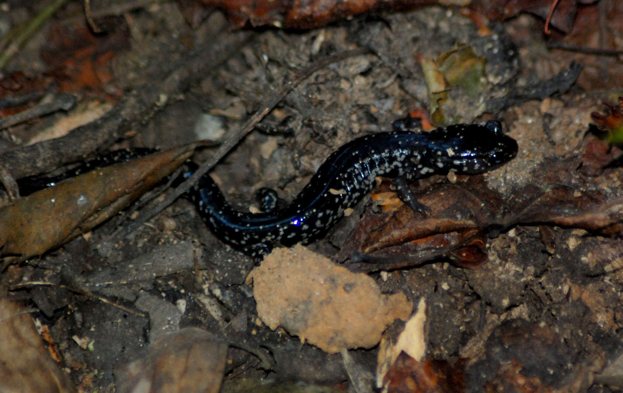 Imagem de Plethodon variolatus (Gilliams 1818)