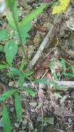 Image of October lady's tresses