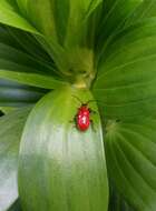 Image of Scarlet lily beetle