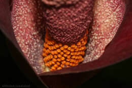 Amorphophallus commutatus (Schott) Engl. resmi