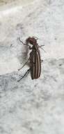 Image of Striped Blister Beetle