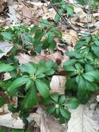 Image of Japanese pachysandra