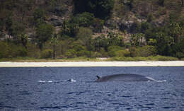 Image of pygmy blue whale