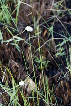 Image of Cyperus ascocapensis Bauters