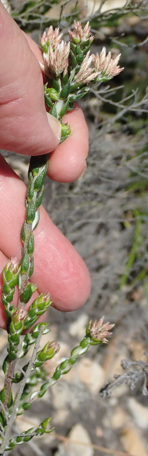 Image of Metalasia pulcherrima pallescens (Harv.) Karis