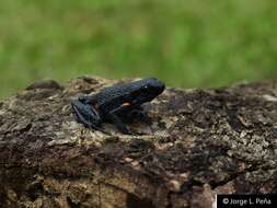 Image of Niceforo's Poison Frog