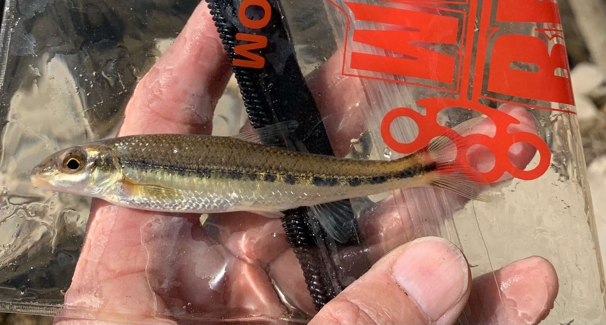 Image of Ozark chub