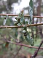 Image of Eucalyptus conspicua L. A. S. Johnson & K. D. Hill