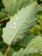 Image of Psylla floccosa Patch 1909