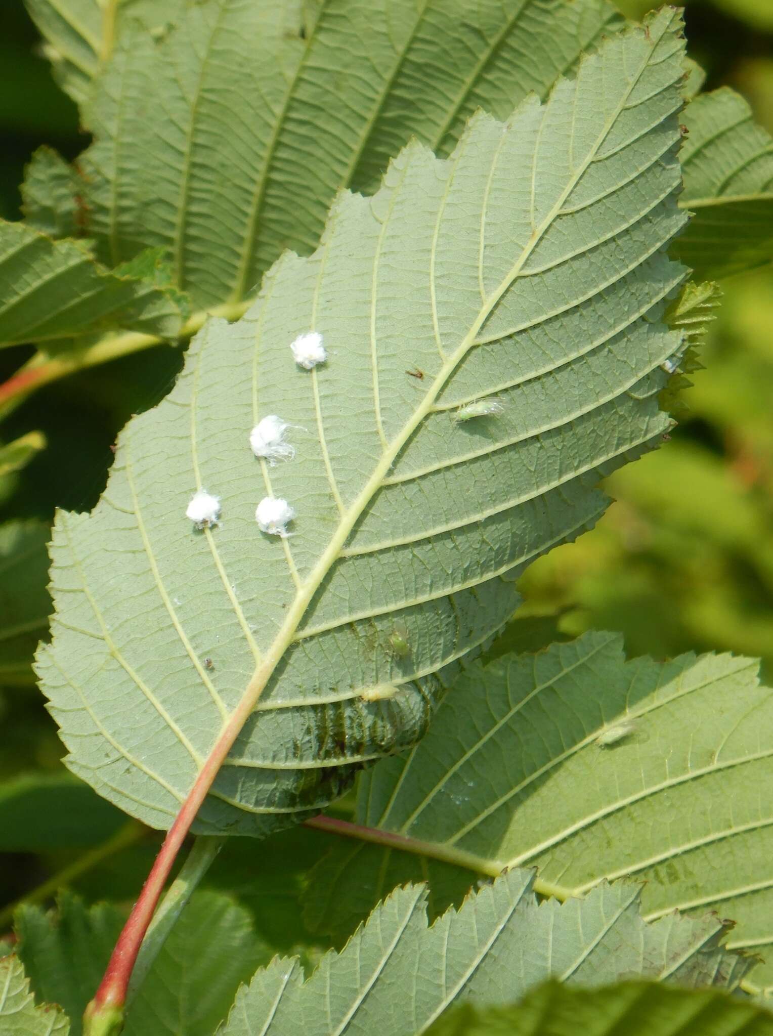 Image of Psylla floccosa Patch 1909