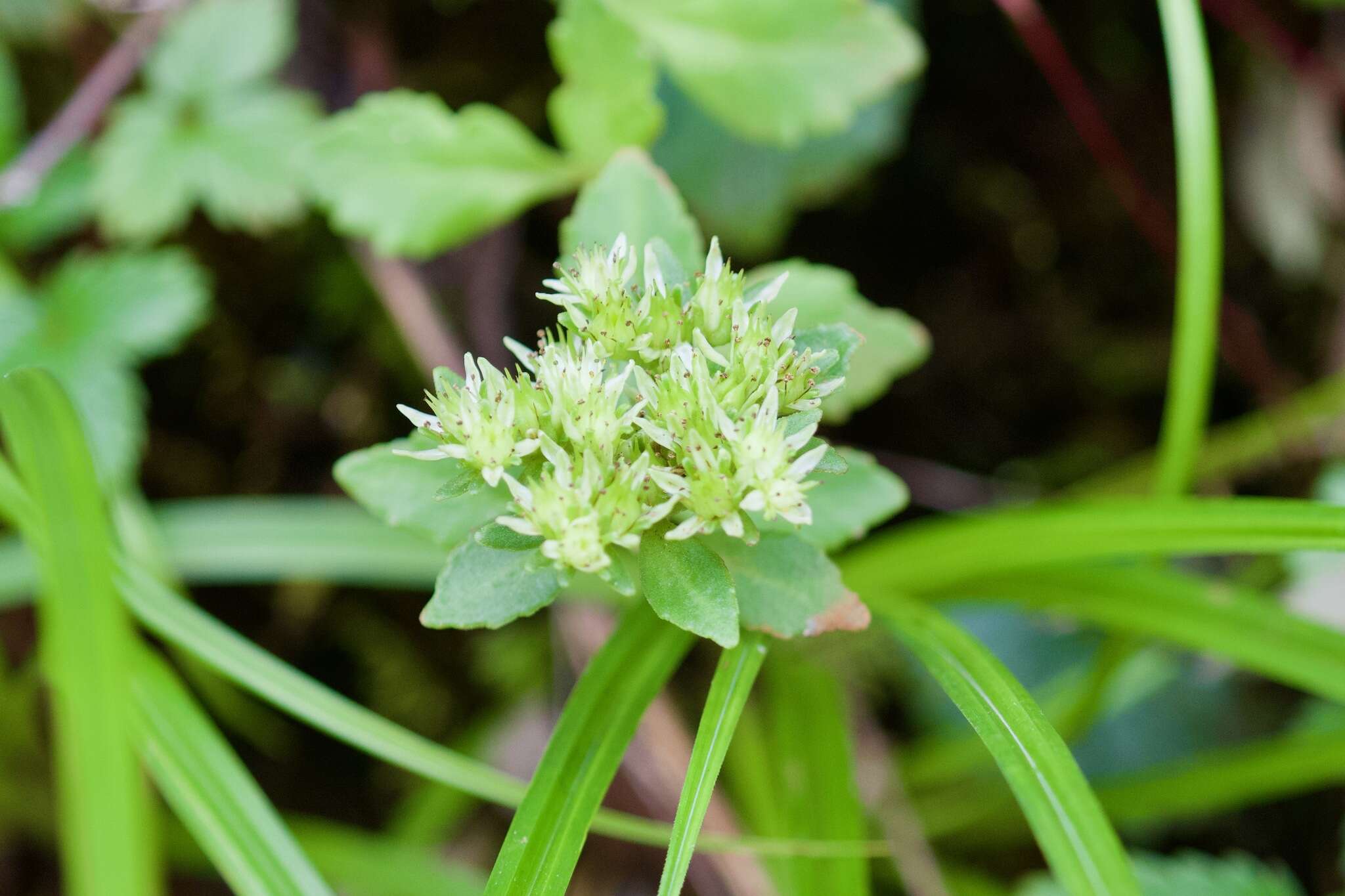 Image of Rhodiola chrysanthemifolia (Leveille) Fu