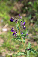 Anchusa hybrida Ten.的圖片