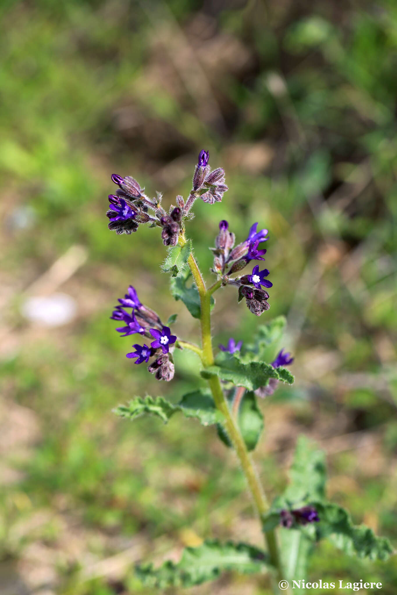 Anchusa hybrida Ten.的圖片