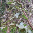 Image of Lepistemon urceolatum (R. Br.) F. Müll.