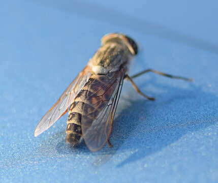 Image of downland horsefly