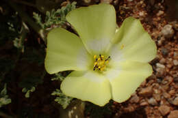 Image of Desert primrose