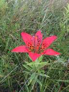 Lilium philadelphicum L. resmi