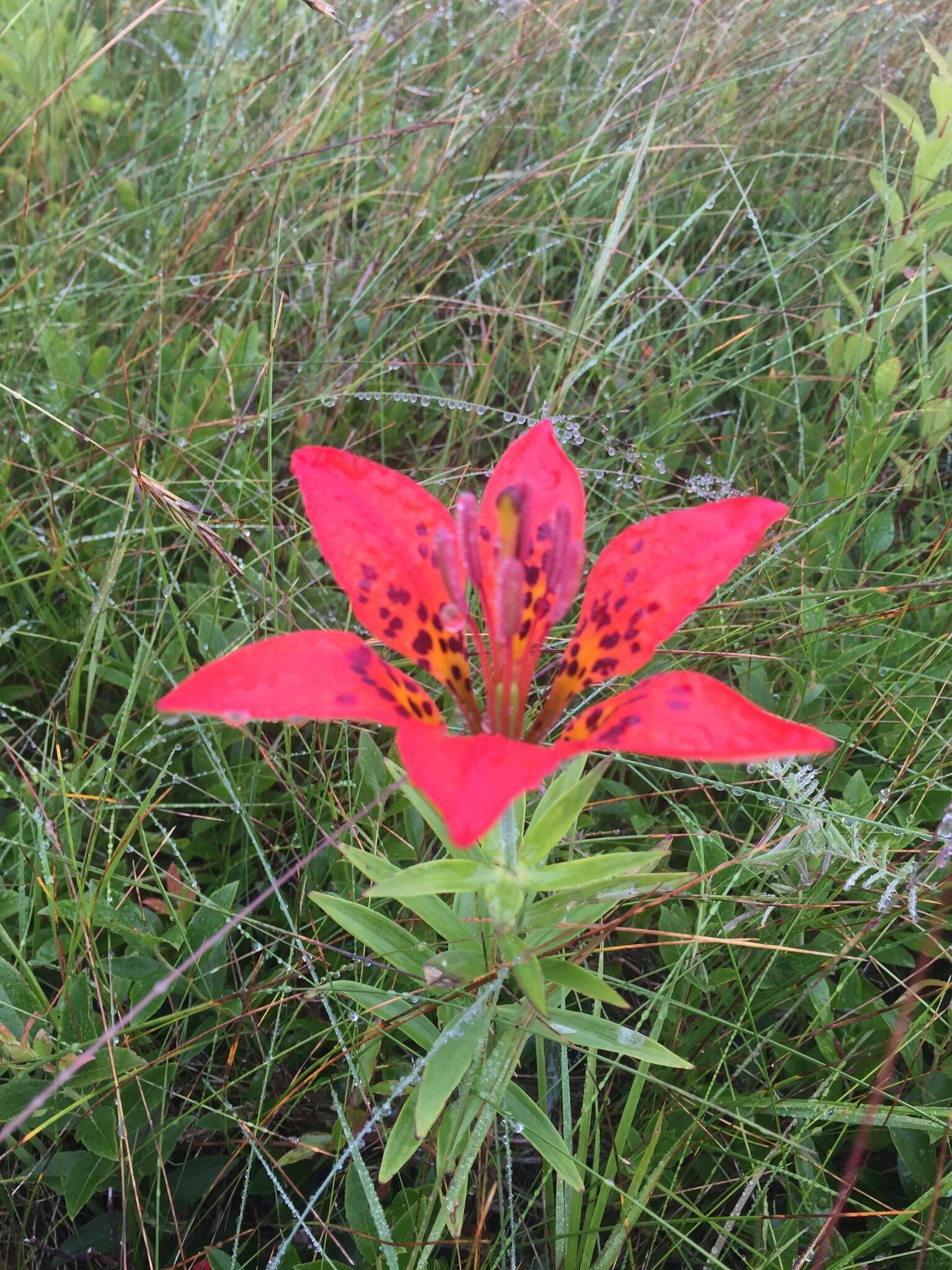 Lilium philadelphicum L. resmi